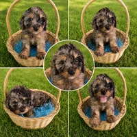 Jake, a male Cavapoo for sale in Paris, KY – 3 of 3