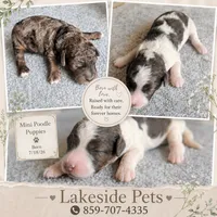 Maxwell (Phantom Parti Merle), a male Poodle - Miniature  for sale in Paris, KY – 2 of 2