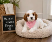 Autumn, a female Cavapoo for sale in Paris, KY – 1 of 4