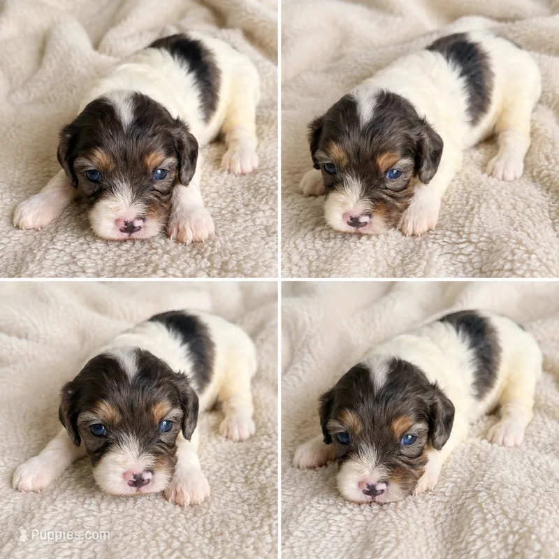 Sapphire  – Cavapoo puppy for sale in Paris, KY