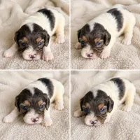 Sapphire , a female Cavapoo for sale in Paris, KY – 1 of 1