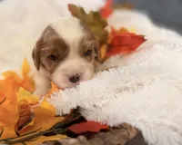 Drake , a male Cavalier King Charles Spaniel for sale in Paris, KY – 5 of 8