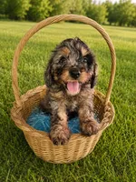 Jake, a male Cavapoo for sale in Paris, KY – 1 of 3