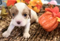Drake , a male Cavalier King Charles Spaniel for sale in Paris, KY – 4 of 8