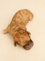 Honey, a female Cavapoo for sale in Paris, KY – 2 of 2