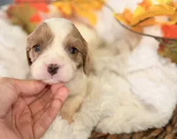 Drake , a male Cavalier King Charles Spaniel for sale in Paris, KY – 7 of 8