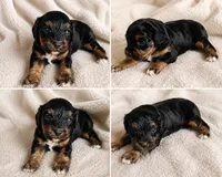 Tilly, a female Cavapoo for sale in Paris, KY – 2 of 2