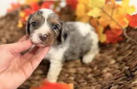 Blue , a male Cavalier King Charles Spaniel for sale in Paris, KY – 2 of 9