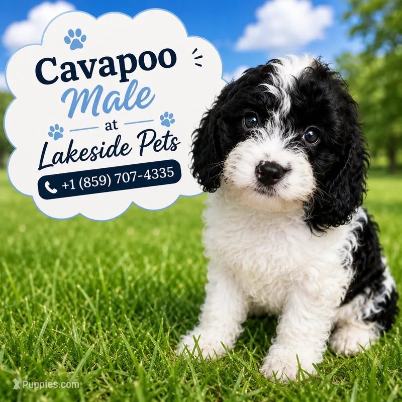 Cooper – Cavapoo puppy for sale in Paris, KY