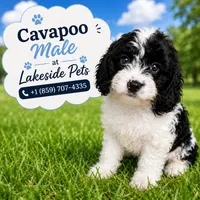 Cooper, a male Cavapoo for sale in Paris, KY – 1 of 5