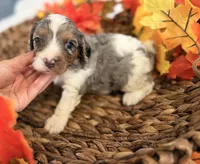 Blue , a male Cavalier King Charles Spaniel for sale in Paris, KY – 4 of 9