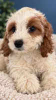 Annabelle, a female Cavapoo for sale in Paris, KY – 3 of 4