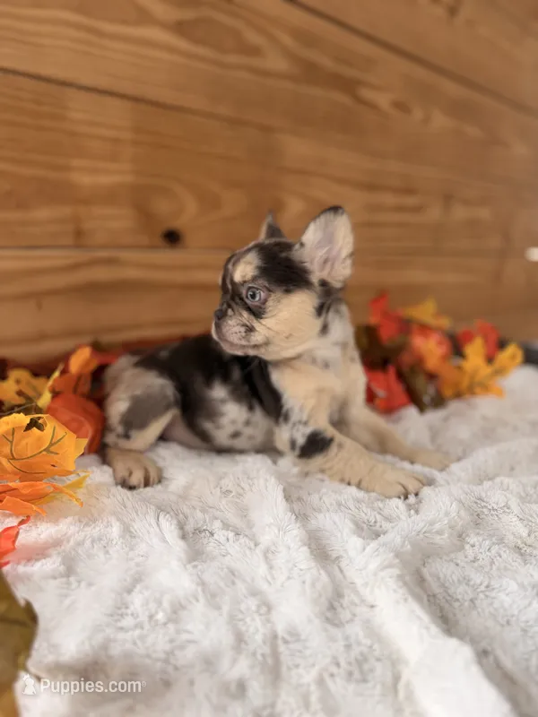 Muffin/Chocolate  – French Bulldog puppy for sale in Paris, KY