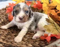 Blue , a male Cavalier King Charles Spaniel for sale in Paris, KY – 3 of 9