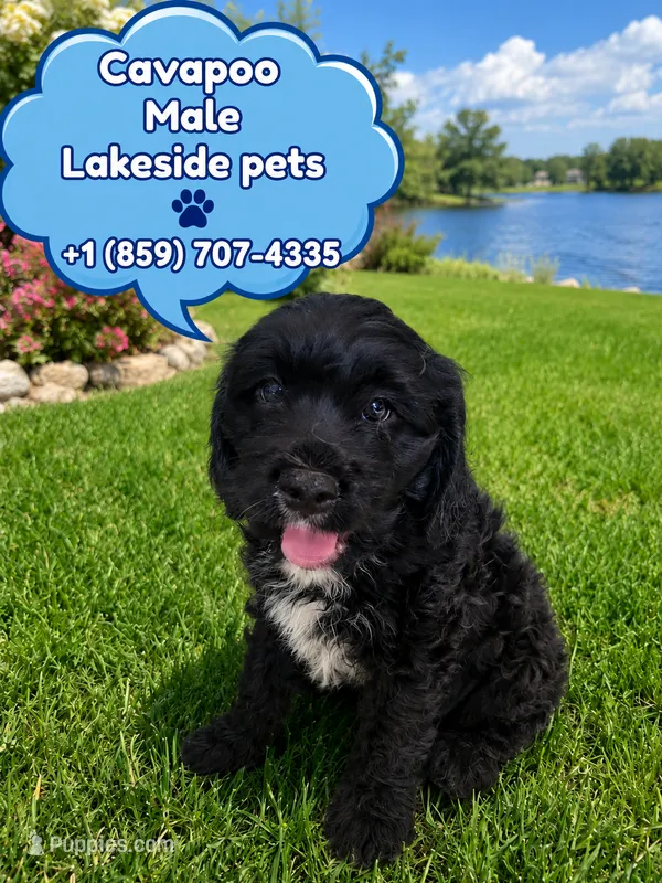 Oak – Cavapoo puppy for sale in Paris, KY