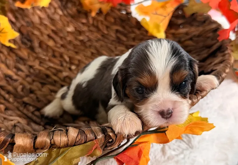 Chip  – Cavalier King Charles Spaniel puppy for sale in Paris, KY