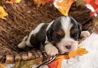 Chip , a male Cavalier King Charles Spaniel for sale in Paris, KY – 10 of 10