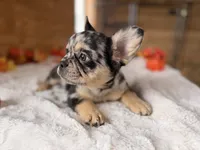 Mabel, a female French Bulldog for sale in Paris, KY – 5 of 6