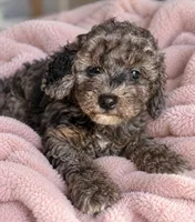 Molly (Solid Phantom Merle), a female Poodle - Miniature  for sale in Paris, KY – 2 of 5