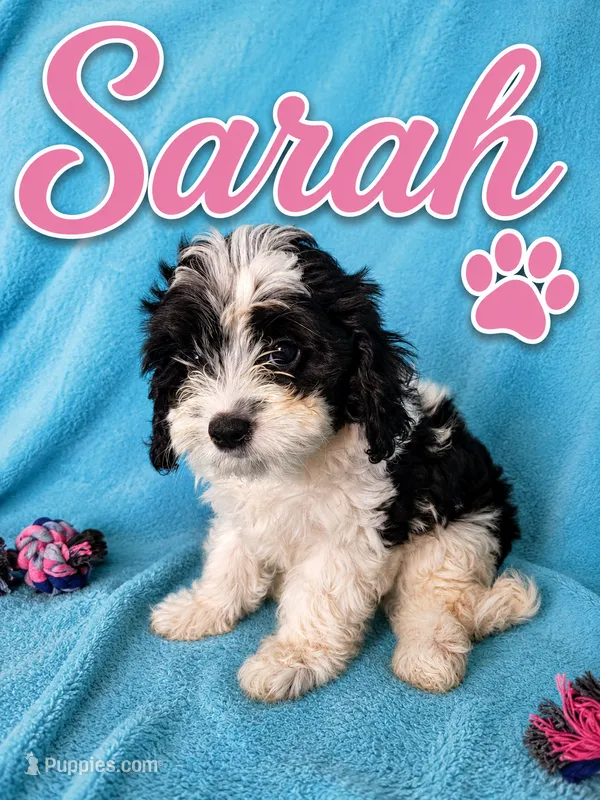Sarah – Cavapoo puppy for sale in Paris, KY