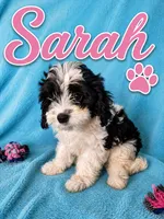 Sarah, a female Cavapoo for sale in Paris, KY – 1 of 1