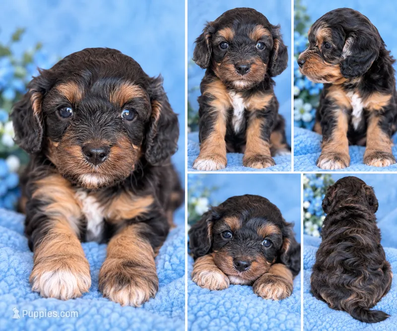 Tilly – Cavapoo puppy for sale in Paris, KY