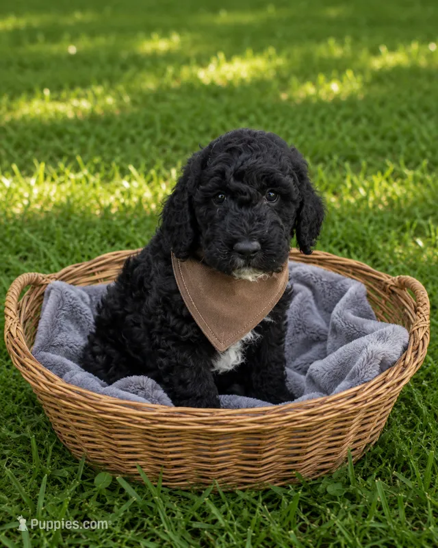 Charlie  – Miniature Goldendoodle puppy for sale in Paris, KY