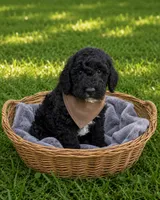 Charlie , a male Miniature Goldendoodle for sale in Paris, KY – 1 of 3