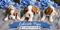 Rusty, a male Cavalier King Charles Spaniel for sale in Paris, KY – 3 of 3