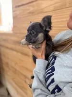 Truffle , a female French Bulldog for sale in Paris, KY – 7 of 7