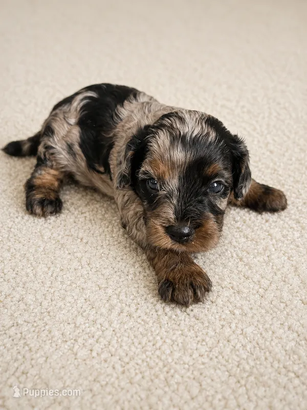 Oliver  – Cavapoo puppy for sale in Paris, KY