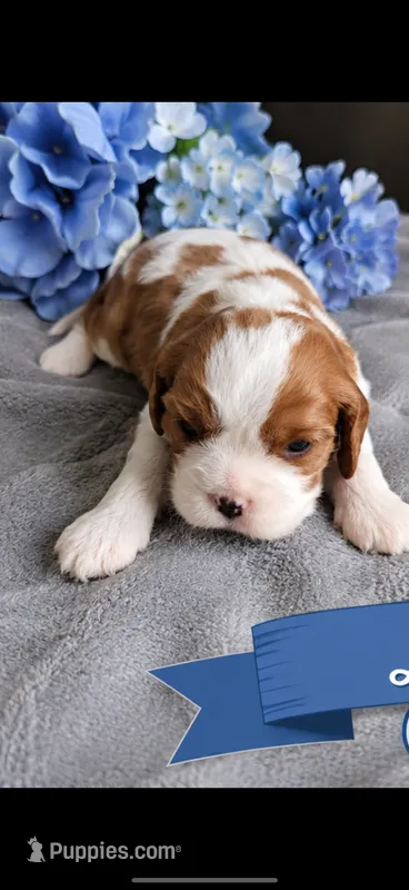 Rusty – Cavalier King Charles Spaniel puppy for sale in Paris, KY