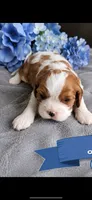 Rusty, a male Cavalier King Charles Spaniel for sale in Paris, KY – 1 of 3