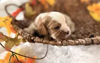 Memphis , a male Cavalier King Charles Spaniel for sale in Paris, KY – 7 of 9