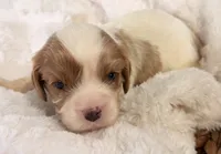 Drake , a male Cavalier King Charles Spaniel for sale in Paris, KY – 8 of 8