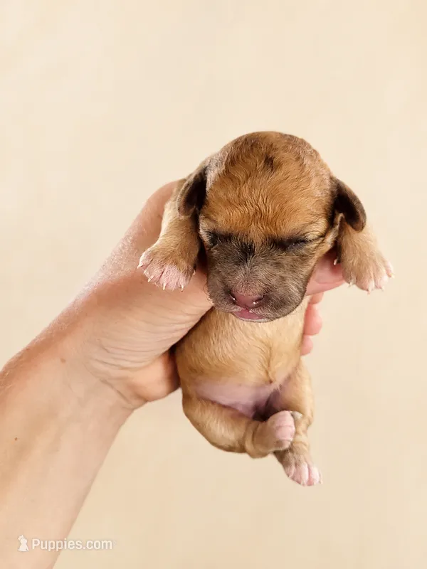 Honey – Cavapoo puppy for sale in Paris, KY
