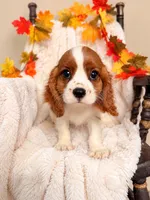 Rusty, a male Cavalier King Charles Spaniel for sale in Paris, KY – 2 of 3