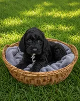 Oakley, a male Miniature Goldendoodle for sale in Paris, KY – 1 of 3