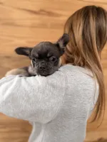 Truffle , a female French Bulldog for sale in Paris, KY – 5 of 7