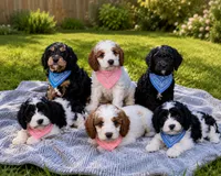 Ollie, a male Cavapoo for sale in Paris, KY – 3 of 4