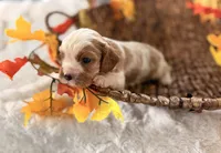 Memphis , a male Cavalier King Charles Spaniel for sale in Paris, KY – 4 of 9