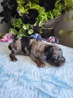 Oliver , a male Cavapoo for sale in Paris, KY – 2 of 4
