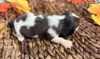 Chip , a male Cavalier King Charles Spaniel for sale in Paris, KY – 6 of 10