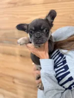 Truffle , a female French Bulldog for sale in Paris, KY – 3 of 7
