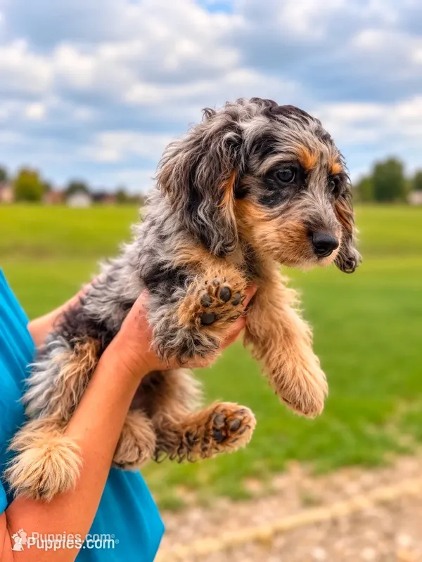 Jake – Cavapoo puppy for sale in Paris, KY