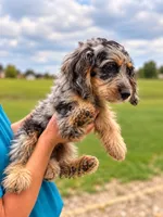 Jake, a male Cavapoo for sale in Paris, KY – 2 of 2