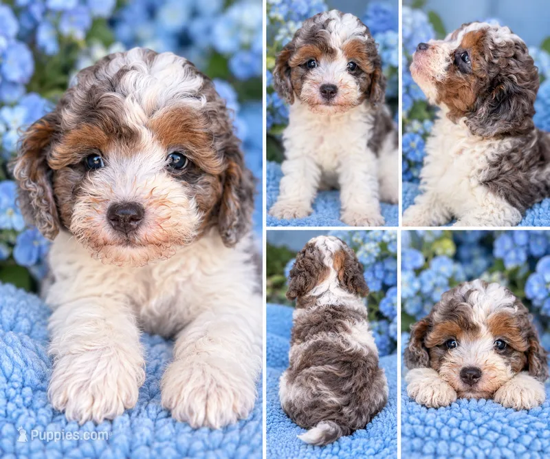 Rhett (Phantom Merle Parti) – Poodle - Miniature  puppy for sale in Paris, KY