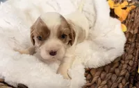 Drake , a male Cavalier King Charles Spaniel for sale in Paris, KY – 6 of 8