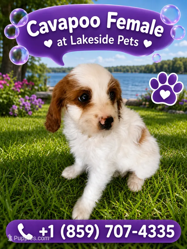 Autumn – Cavapoo puppy for sale in Paris, KY