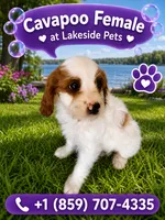 Autumn, a female Cavapoo for sale in Paris, KY – 1 of 2